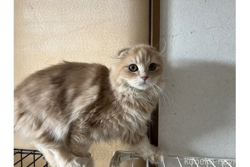 販売中の埼玉県のスコティッシュフォールド(折れ耳)-90800