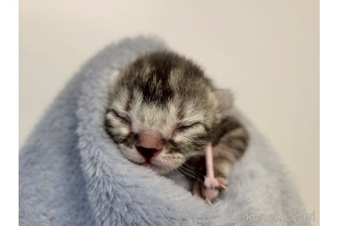 販売中の千葉県のアメリカンショートヘア-115126の17枚目