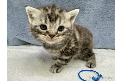 販売中の千葉県のアメリカンショートヘア-115128の7枚目