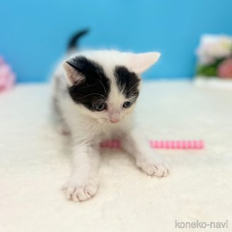 販売中の神奈川県のスコティッシュフォールド-115131の5枚目