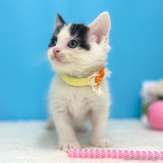 販売中の神奈川県のスコティッシュフォールド-115131の2枚目