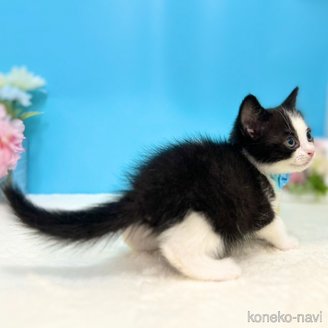販売中の神奈川県のスコティッシュフォールド-115136の8枚目
