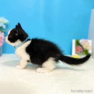 販売中の神奈川県のスコティッシュフォールド-115136の6枚目
