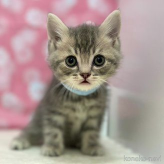 成約済の神奈川県のスコティッシュフォールド-115140の4枚目