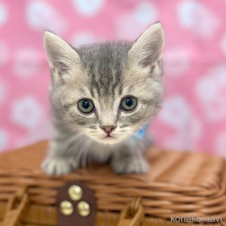 成約済の神奈川県のスコティッシュフォールド-115140の2枚目