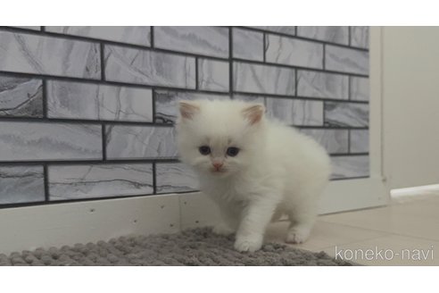 販売中の福岡県のマンチカン-115154の4枚目