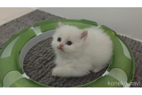 販売中の福岡県のマンチカン-115154の5枚目