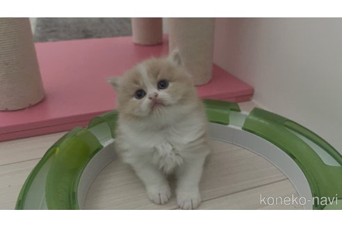 販売中の福岡県のマンチカン-115155