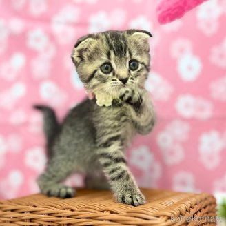 商談中の神奈川県のスコティッシュフォールド(折れ耳)-115158の8枚目