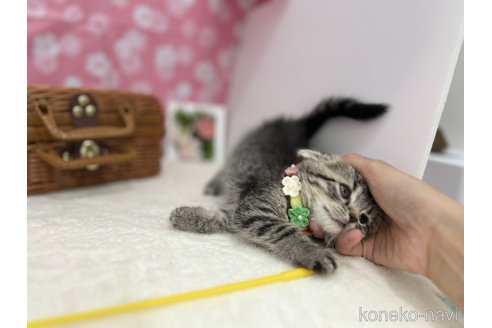 商談中の神奈川県のスコティッシュフォールド(折れ耳)-115158の5枚目