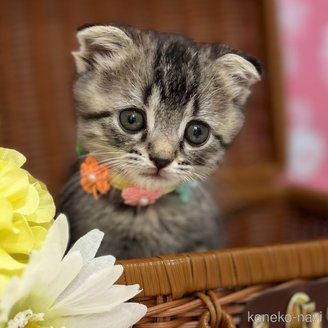 商談中の神奈川県のスコティッシュフォールド(折れ耳)-115158の3枚目