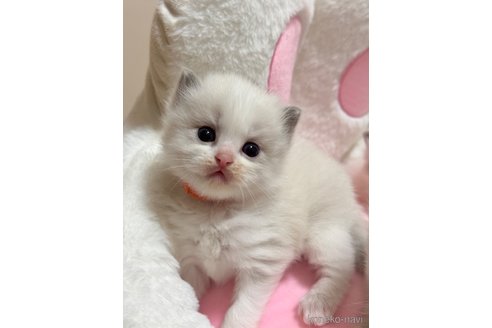 販売中の神奈川県のラグドール-115163の4枚目