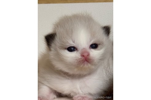 販売中の神奈川県のラグドール-115166の4枚目