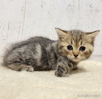 販売中の千葉県のマンチカン-115173の3枚目