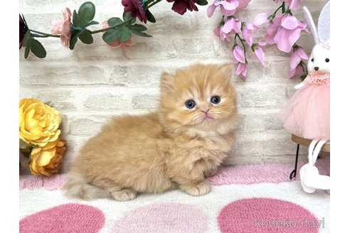 商談中の埼玉県のミヌエット(短足)-115174の9枚目