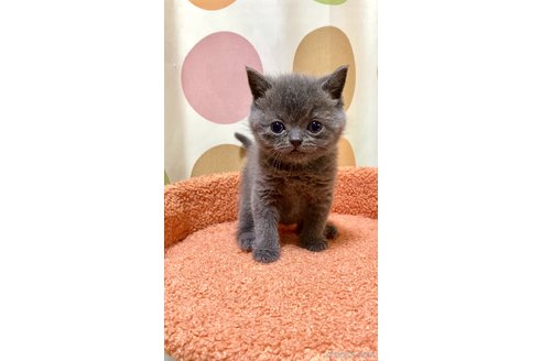 販売中の埼玉県のブリティッシュショートヘア-112788