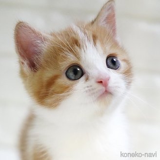 成約済の愛知県のスコティッシュフォールド-109678の1枚目