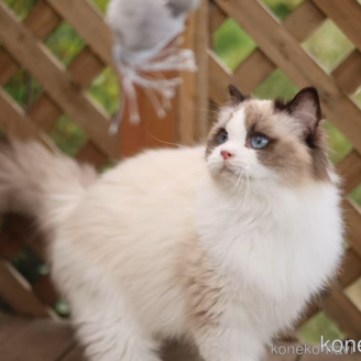 cocoちゃん1枚目