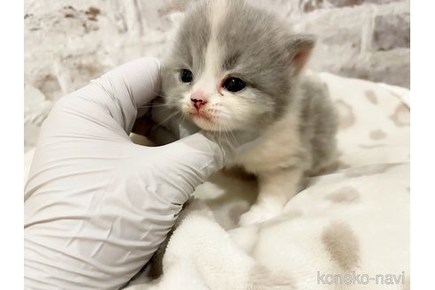 販売中の島根県のスコティッシュフォールド-115188の4枚目