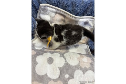 販売中の長野県のマンチカン-115193の2枚目