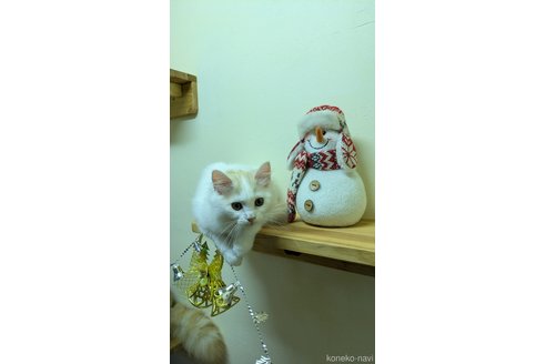 商談中の広島県のマンチカン-98316の2枚目