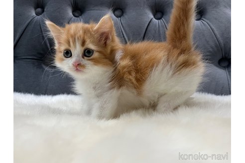 販売中の鹿児島県のマンチカン-114730の10枚目