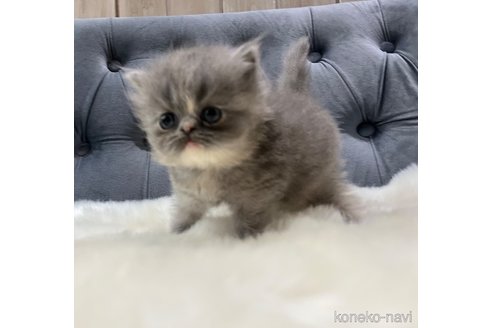 販売中の鹿児島県のエキゾチックショートヘア-114729の10枚目