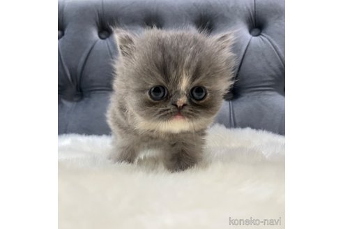 販売中の鹿児島県のエキゾチックショートヘア-114729の11枚目