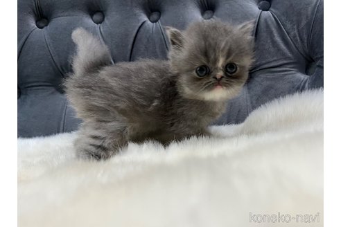 販売中の鹿児島県のエキゾチックショートヘア-114729の6枚目