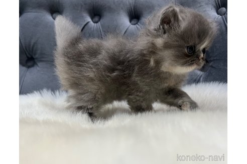 販売中の鹿児島県のエキゾチックショートヘア-114729の8枚目