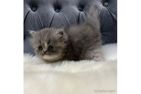 販売中の鹿児島県のエキゾチックショートヘア-114729の9枚目