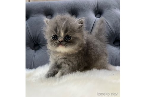 販売中の鹿児島県のエキゾチックショートヘア-114729の1枚目