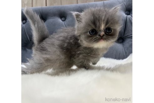 販売中の鹿児島県のエキゾチックショートヘア-114729の2枚目