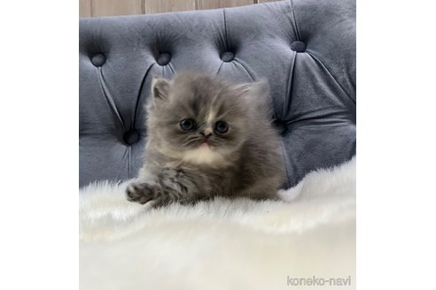 販売中の鹿児島県のエキゾチックショートヘア-114729の3枚目