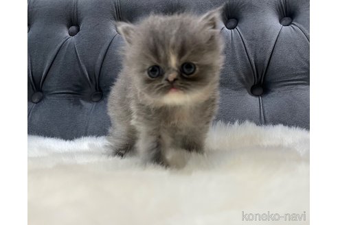 販売中の鹿児島県のエキゾチックショートヘア-114729の4枚目