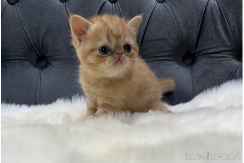 商談中の鹿児島県のエキゾチックショートヘア-114728の7枚目