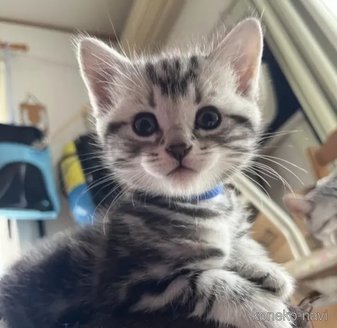 成約済の静岡県のアメリカンショートヘア-115206の1枚目
