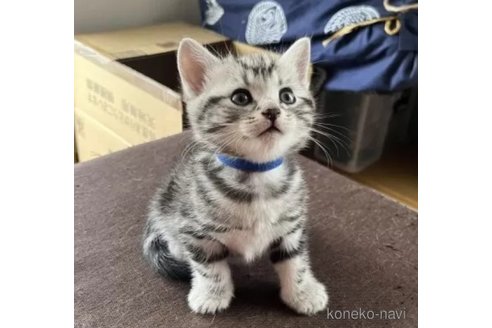 成約済の静岡県のアメリカンショートヘア-115206の4枚目
