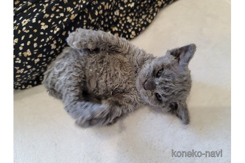 商談中の愛知県のセルカークレックス-115208の4枚目