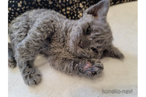 商談中の愛知県のセルカークレックス-115208の2枚目