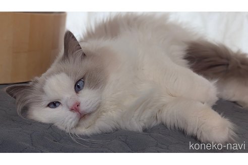 販売中の愛媛県のラグドール-115214の2枚目