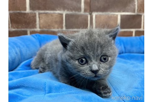 販売中の東京都のマンチカン(短足)-115213の10枚目
