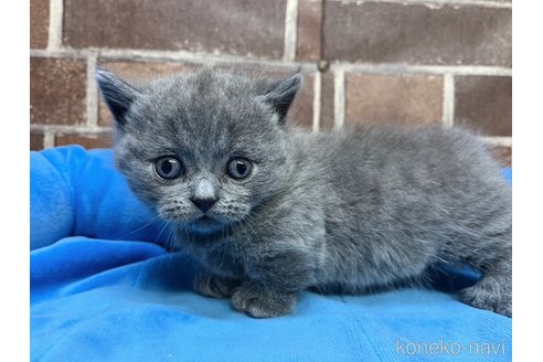 販売中の東京都のマンチカン(短足)-115213の6枚目