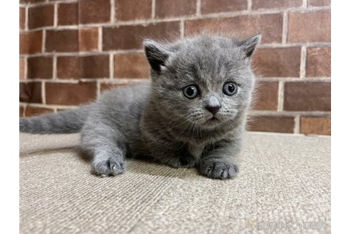販売中の東京都のマンチカン(短足)-115213の7枚目