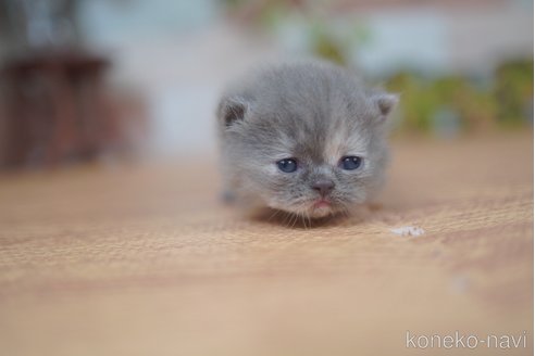販売中の北海道のフォールデックス-115216の3枚目