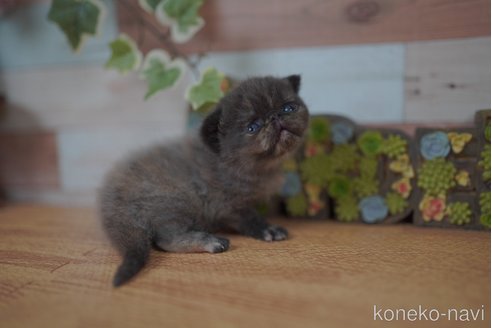 販売中の北海道のフォールデックス-115218の2枚目