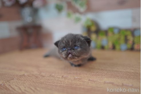販売中の北海道のフォールデックス-115218の3枚目