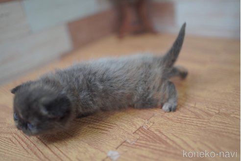 販売中の北海道のフォールデックス-115218の4枚目