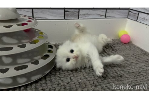 販売中の福岡県のマンチカン-115223の3枚目