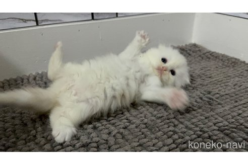 販売中の福岡県のマンチカン-115223の4枚目